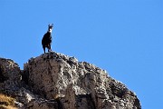 28 Un camoscio di vedetta sui contrafforti rocciosi del Monte Arale